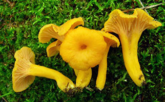 Craterellus ignicolor.